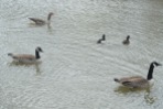 Canada Geese and Tufted Ducks