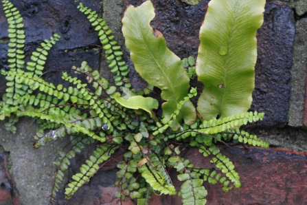 Maidenhair spleenwort and Hart's Tongue ferns