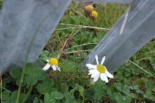 Mayweed by the roadside
