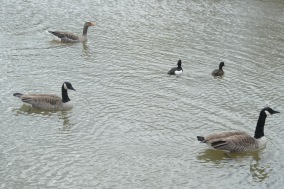 Canada geese, Greylag geese, Tufted ducks