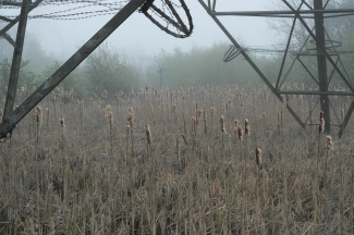 Bulrushes under the pylons