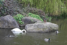 Swan and mallards