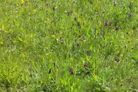 Buttercups, ribwort plantain, early flowering purple orchids