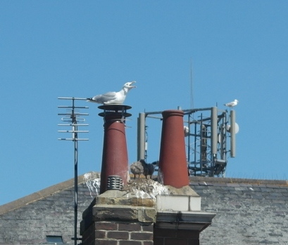 Seagull guarding chicks