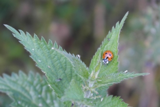 Ladybird on nettles
