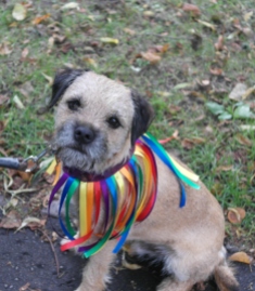 Winston in rainbow colours
